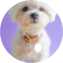 Maltese Puppy For Sale - Florida Fur Babies